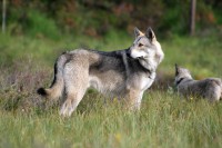 /album/saarloos-wolfdog-norway/image-8-jpg/